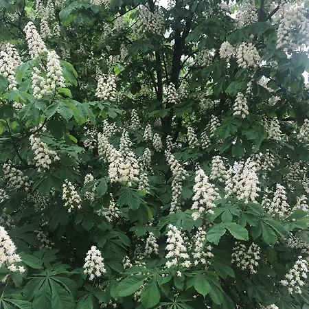 شقة Grochowy - Stare *