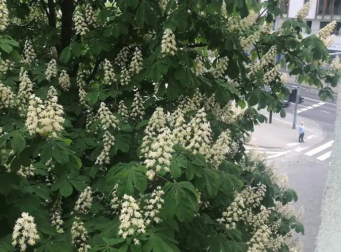 Daire Grochowy - Stare Poznan