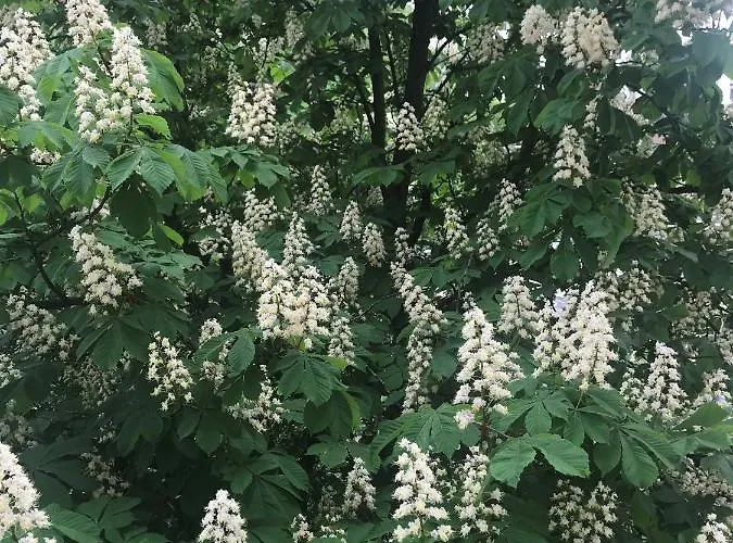 Daire Grochowy - Stare *